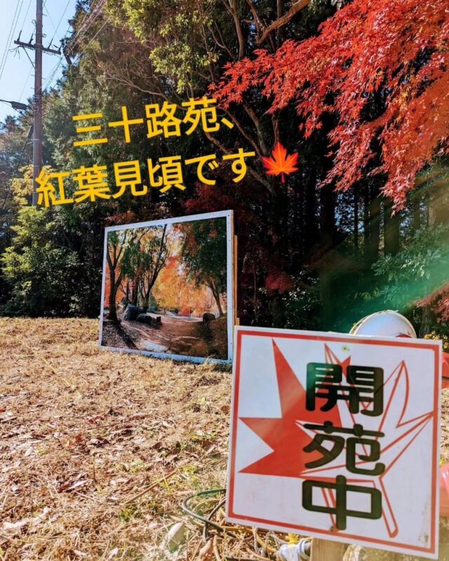今回は、紅葉の見頃をむかえた雲仙の中でも大人気の紅葉狩りスポット、三十路苑へ行ってきました🍁

雲仙市小浜温泉から雲仙温泉へ登るR57号線の途中にあります。

駐車場に車を停め、入場券を買って入場すると…
そこには感動の風景が！👀✨️🍁
どれほど美しいかは実際に見に行って体験してみて下さい🙌

夜間ライトアップもされていて、こちらはさらに美しいこと間違いなし😆

さらに小浜温泉と雲仙温泉どちらも車で15分ほどなので、体が冷えてもすぐ温泉で温まる事ができます♨️

紅葉の見頃が終わる12月上旬までの期間限定です💡

この時期しか見れないので、ぜひトヨタレンタカーを使って行ってみて下さい🚗✨️

#紅葉
#紅葉狩り
#島原半島
#雲仙
#雲仙市
#雲仙温泉
#小浜温泉
#三十路苑
#ドライブ